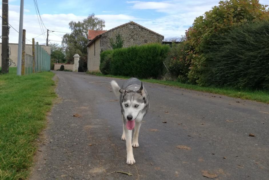 Fundmeldung Hund rassenmischung Unbekannt Sammarçolles Frankreich