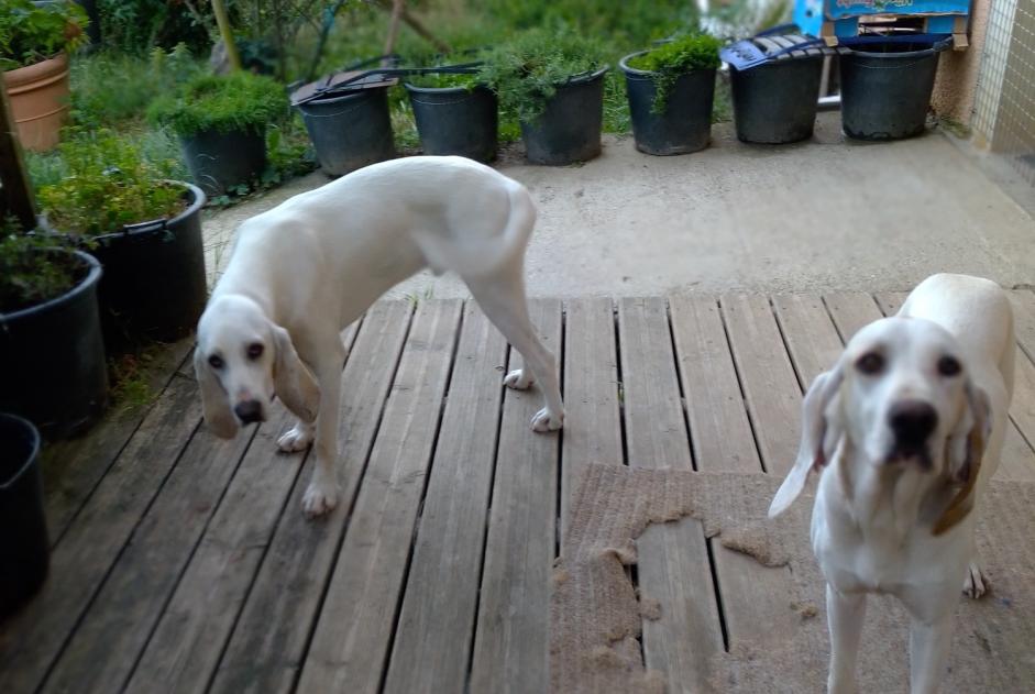 Disappearance alert Dog  Male , 3 years Chatuzange-le-Goubet France