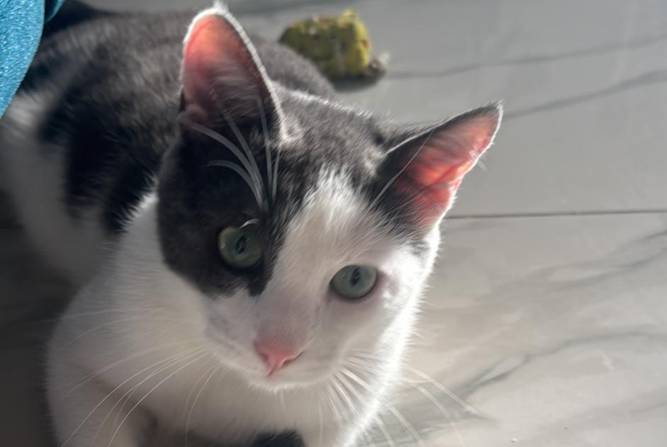 Alerta de Desaparición Gato Macho , 1 años Marcilly-sur-Tille Francia