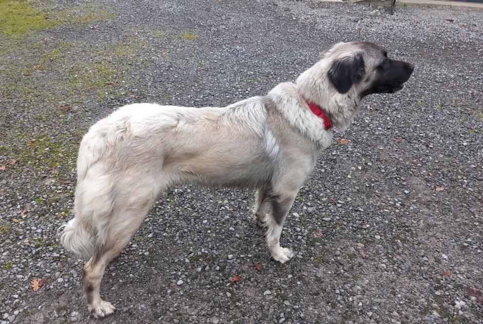 Alerta de Hallazgo Perro cruce Macho Lahontan Francia