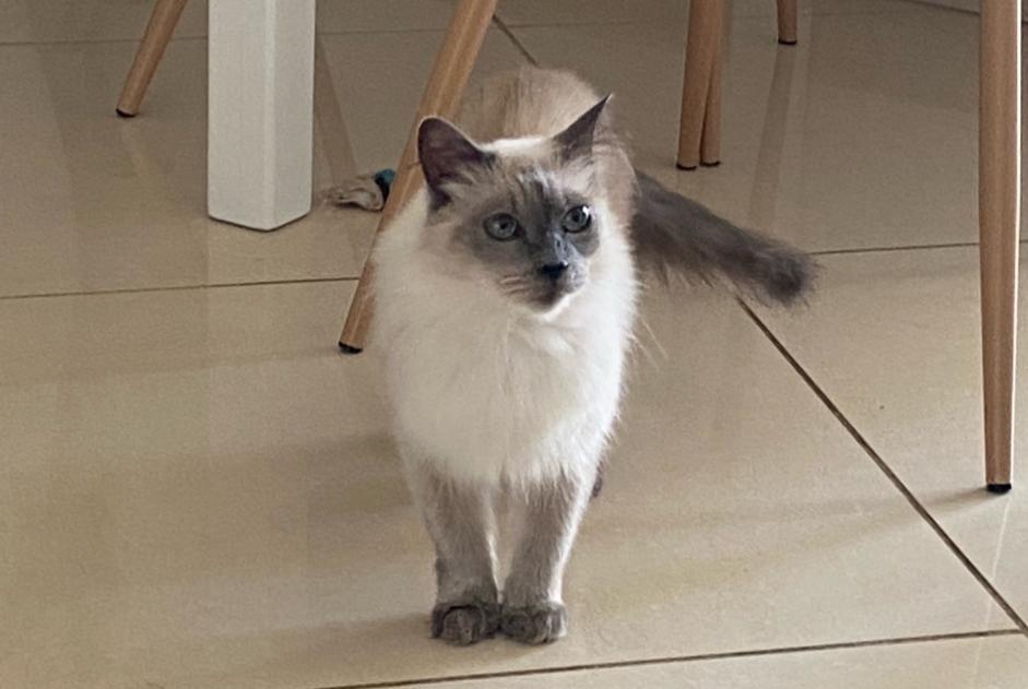 Alerte Disparition Chat  Femelle , 14 ans Narbonne France