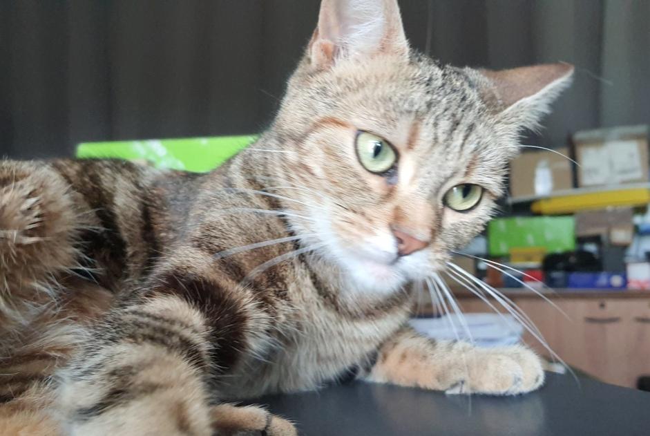 Alerte Disparition Chat croisement Femelle , 0 ans Cernay France