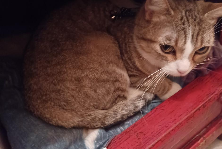 Alerta descoberta Gato cruzamento Desconhecido Saint-Martin-des-Champs France