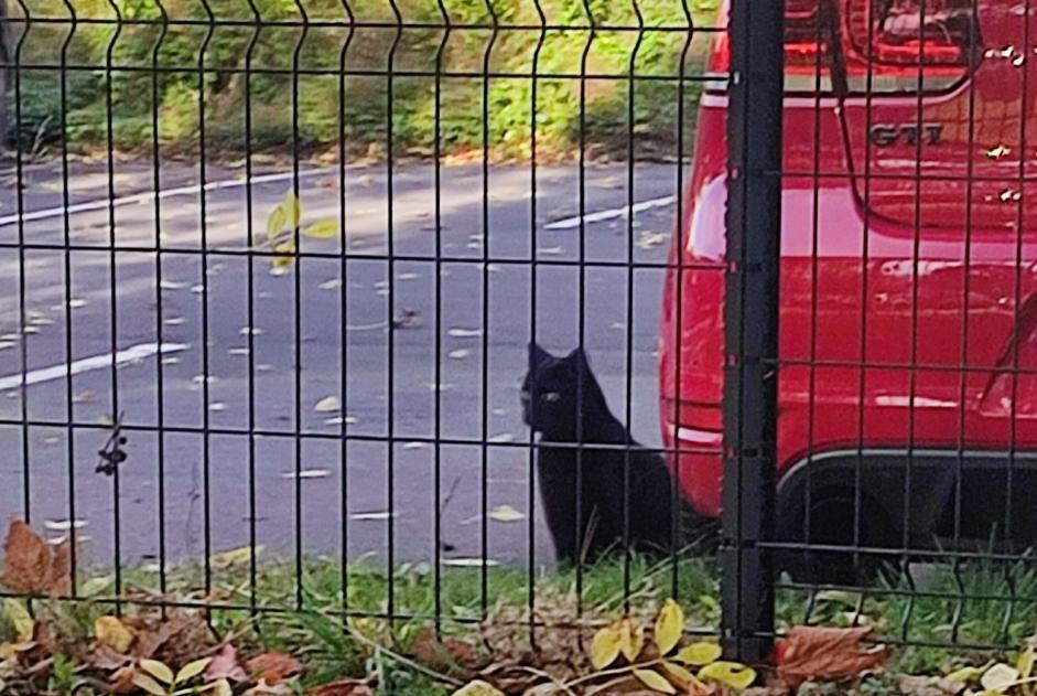 Alerta descoberta Gato Desconhecido Wattrelos France